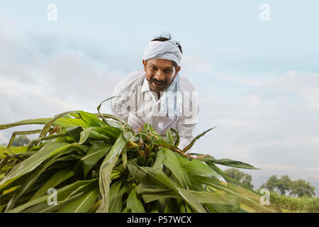 Rurale indiano agricoltore lavora sul campo Foto Stock