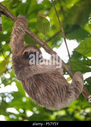 Un giovane il bradipo animale nella giungla della Costa Rica, America Centrale Foto Stock