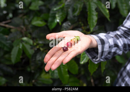 I chicchi di caffè in differenti stadi presentati in mani Foto Stock