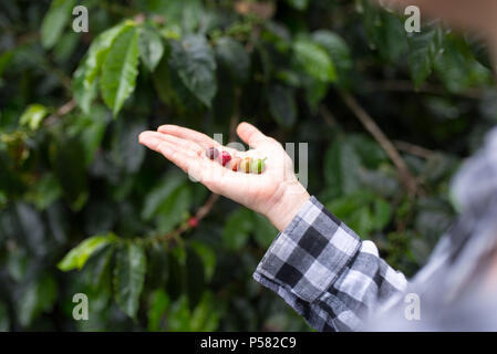 I chicchi di caffè in differenti stadi presentati in mani Foto Stock