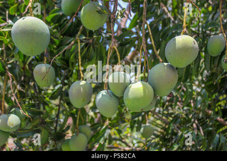 Materie manghi nella struttura ad albero Foto Stock