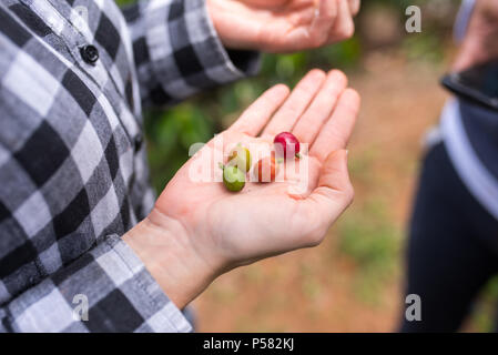 I chicchi di caffè in differenti stadi presentati in mani Foto Stock