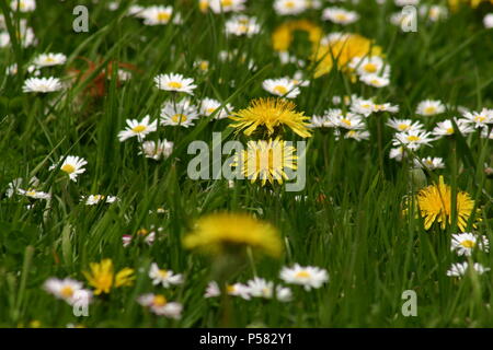 Campo di tarassaco e margherite comune Foto Stock