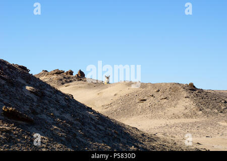 La Namibia paesaggio, con jackel sulla piccola collina in Damaraland. Foto Stock