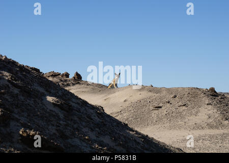 La Namibia paesaggio, con jackel sulla piccola collina in Damaraland. Foto Stock