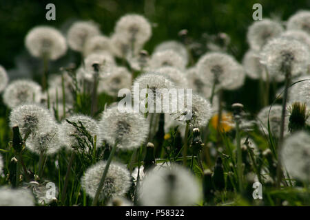 Campo di tarassaco con teste di seme. Puffballs. Blow-sfere. Foto Stock