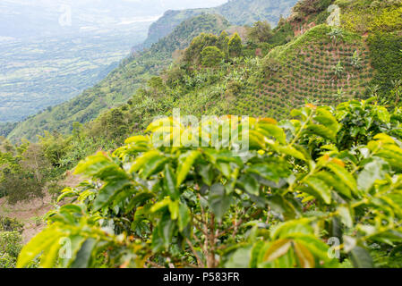 Piantagione di caffè in Jerico, Colombia nello stato di Antioquia. Foto Stock