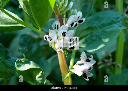 Fave (Vicia faba) fioritura in un paese rurale giardino nel giugno del sole estivo Carmarthenshire, West Wales UK KATHY DEWITT Foto Stock