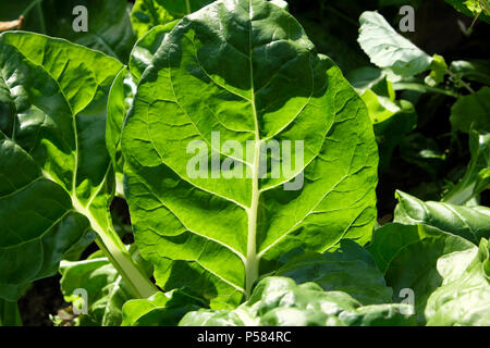 Bieta foglie illuminato dal sole nel tardo pomeriggio che crescono in un giardino organico in Carmarthenshire West Wales UK KATHY DEWITT Foto Stock