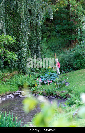 Donna anziana con carriola che semina giardino intorno hostas vicino a uno stagno in una zona con alberi alti estate Carmarthenshire Galles UK KATHY DEWITT Foto Stock