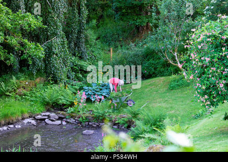 Senior sarchiatura donna hosta e candelabri di primule in un lussureggiante giardino verdeggiante area attorno a un laghetto in estate Carmarthenshire Wales UK KATHY DEWITT Foto Stock