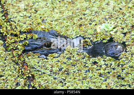 Ritratto di alligatore (Alligator mississippiensis) flottante in una palude Foto Stock