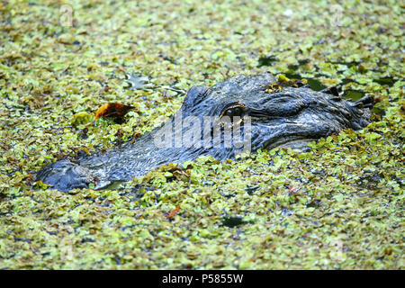 Ritratto di alligatore (Alligator mississippiensis) flottante in una palude Foto Stock