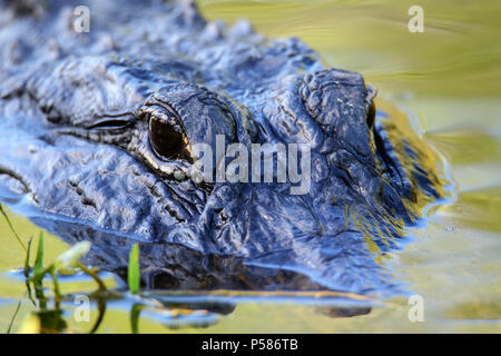 Ritratto di alligatore (Alligator mississippiensis) galleggiante in acqua Foto Stock
