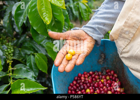 Il contadino di colore rosso e raccolti i chicchi di caffè nelle sue mani Foto Stock