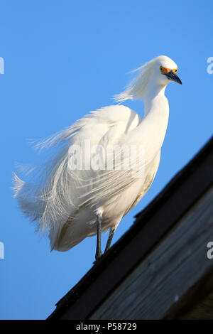 Snowy garzetta (Egretta thuja) in piedi su un tetto Foto Stock