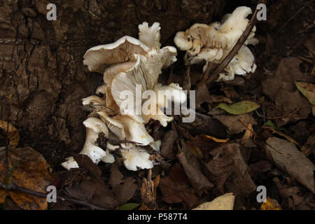 Bianco di funghi che crescono in grappoli alla base del grande albero Foto Stock