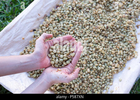 Mani tenendo il caffè lavato in una azienda di caffè in Jericó, Colombia nello stato di Antioquia Foto Stock