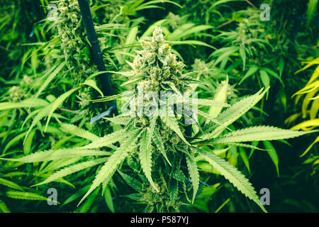 Un verde vibrante tettoia coperta di piante di marijuana crescente germogli maturi Foto Stock