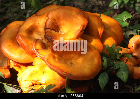 Jack O' funghi lanterna Foto Stock