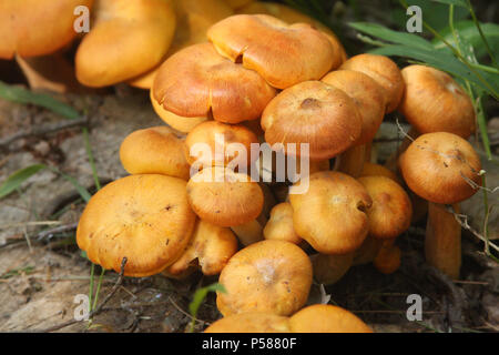 Jack O' funghi lanterna Foto Stock