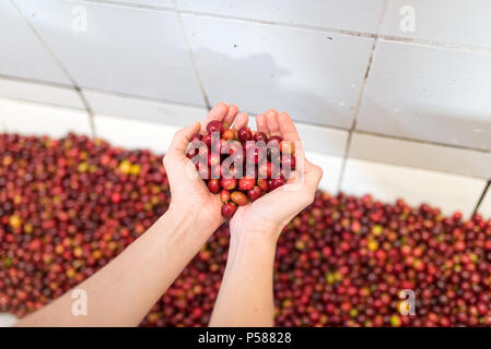 Mani tenendo il caffè lavato in una azienda di caffè in Jericó, Colombia nello stato di Antioquia Foto Stock