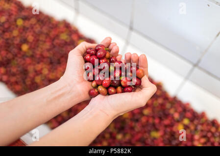 Mani tenendo il caffè lavato in una azienda di caffè in Jericó, Colombia nello stato di Antioquia Foto Stock