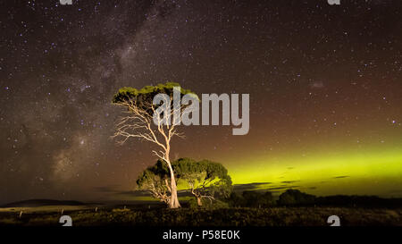 Auroral verde arco e Via Lattea dietro gum tree Foto Stock