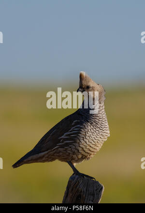 Questa scalata quaglia poste per un momento sulla parte superiore del palo da recinzione a destra dopo il tramonto nel Colorado orientale. Foto Stock