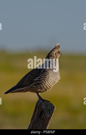 Questa scalata quaglia poste per un momento sulla parte superiore del palo da recinzione a destra dopo il tramonto nel Colorado orientale. Foto Stock