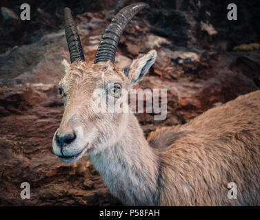 Ritratto di un giovane stambecco con rocce in background. Foto Stock