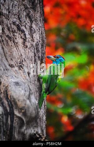 Blue throated barbet Foto Stock