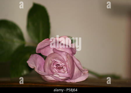 Il viola è salito su una superficie di legno Foto Stock