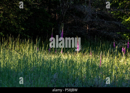 Tall campo pieno di erba di semi ondeggianti nel vento Foto Stock