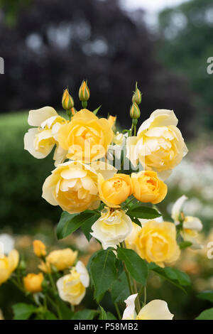 Rosa "Buttercup' / Ausband . Rosa ad arbusto 'Buttercup". Regno Unito Foto Stock