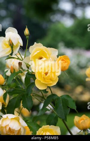 Rosa "Buttercup' / Ausband . Rosa ad arbusto 'Buttercup". Regno Unito Foto Stock