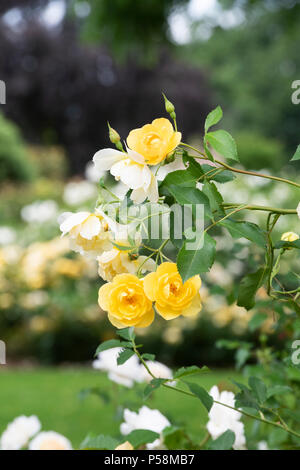 Rosa "Buttercup' / Ausband . Rosa ad arbusto 'Buttercup". Regno Unito Foto Stock