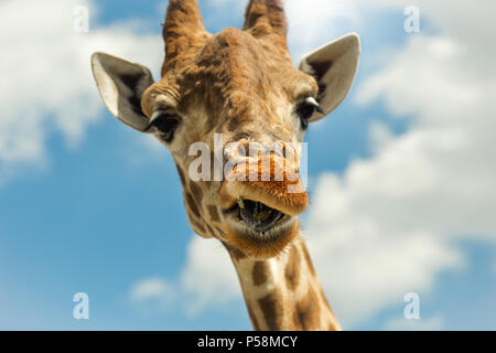 Divertente ritratto giraffe contro il cielo blu con nuvole Foto Stock