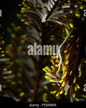 Crinoide giallo gamberetti ( Periclemenes ambionensis) su Heidi punto del sito di immersione, Anilao, Filippine Foto Stock