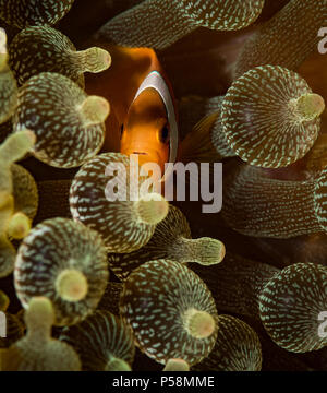Western Clown anemonefish Amphiprion ocellaris) sul punto di bolla sito di immersione, Anilao, Filippine Foto Stock