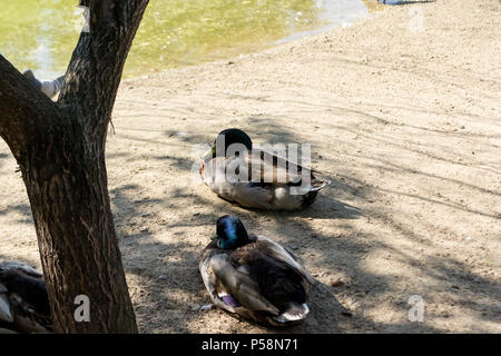 Due anatre selvatiche mallard posti a sedere sulla sabbia vicino al lago, all'ombra di alberi in zoo di Novosibirsk, Russia Foto Stock