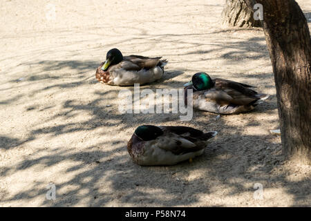 Tre anatre selvatiche mallard posti a sedere sulla sabbia vicino al lago, all'ombra di alberi in zoo di Novosibirsk, Russia Foto Stock