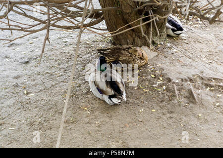 Tre anatre selvatiche mallard posti a sedere sulla sabbia vicino al lago, all'ombra di alberi in zoo di Novosibirsk, Russia Foto Stock