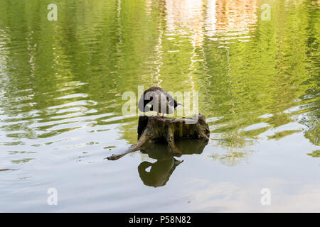 Un anatra selvatica mallard posti a sedere sul moncone tra il lago pulisce le sue piume in zoo di Novosibirsk, Russia Foto Stock