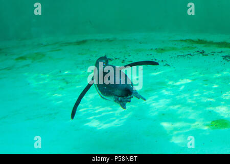 Il piccolo pinguino gumboldt galleggianti da sola nel giardino zoologico piscina in acqua blu su una soleggiata giornata splendente. Penguin a Novosibirsk Zoo. Foto Stock