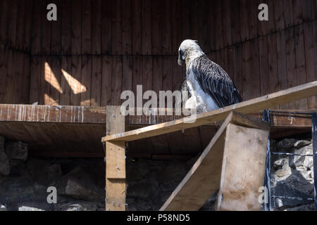 L'Aquila si siede su un albero in un rigoroso porre e guarda lontano in una grande gabbia con una casa in legno e grandi pietre in Novosibirsk Zoo Foto Stock