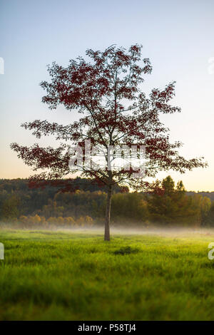 La scena della foresta e il singolo albero in autunno con la nebbia che salgono dal suolo su una chiara serata autunnale, LUSSEMBURGO, Europa Foto Stock