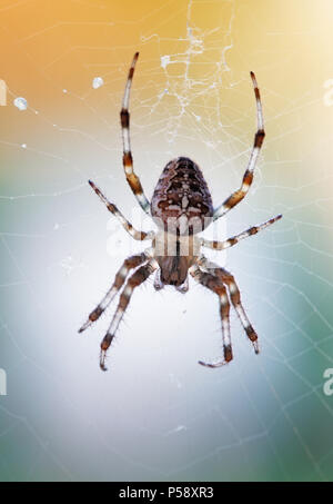 Croce Spider - Araneus diadematus Foto Stock