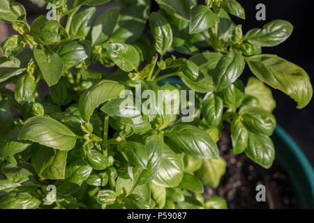 Basilio, Basilika (Ocimum basilicum) Foto Stock