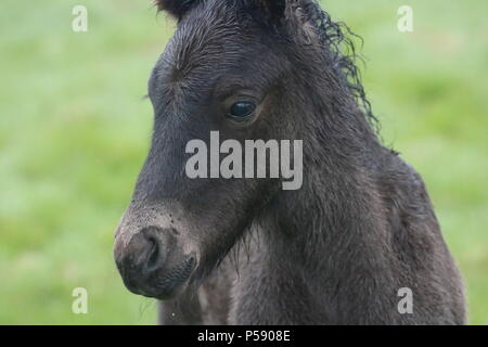 Cavalli islandesi Foto Stock